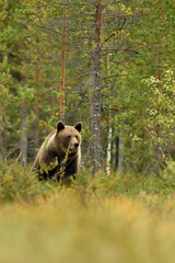 wild brown bear in the taiga environment, forest background