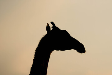 African giraffe portrait side view at sunset in backlight