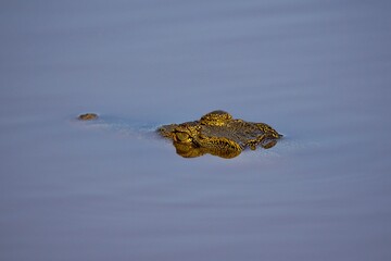 Crocodile in the river, crocodile muzzle, crocodile looks out of the water