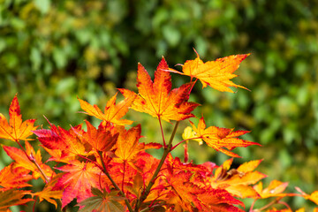 Diversität - Farbenvielfalt im Herbst