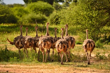 wildlife ostrich, team building, team works