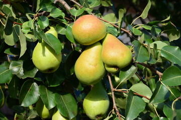 The ripe sweet pears on a tree branch.