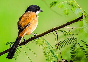Long-tailed Shrike/Rufous-backed Shrike/ল্যাঞ্জা লাটোরা / কসাই পাখি / বাঘাটিকি