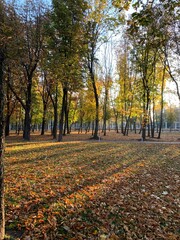 Obraz premium path in park