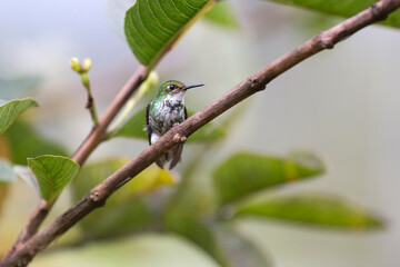 Neotropical hummingbirds with iridiscent color plumage