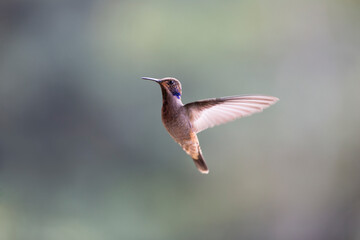 Neotropical hummingbirds with iridiscent color plumage