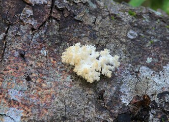 Young mushroom Hericium erinaceus on an old tree
