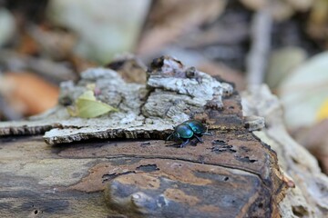 Bright blue beetle Geotrupes stercorarius on the bark of an old tree in the forest