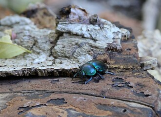 Bright blue beetle Geotrupes stercorarius on the bark of an old tree in the forest