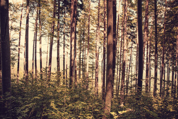 Obraz premium Ysperklamm, Austria