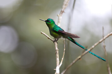 Neotropical hummingbirds with iridiscent color plumage