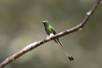 Neotropical hummingbirds with iridiscent color plumage