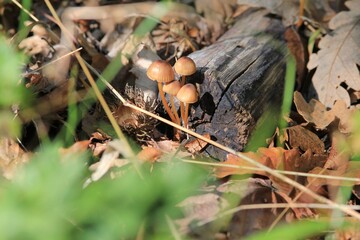 Mushrooms on old trees in the forest in autumn