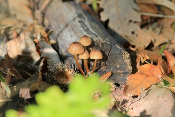 Mushrooms on old trees in the forest in autumn