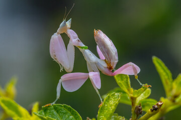 orchid mantis or Hymenopus coronatus
