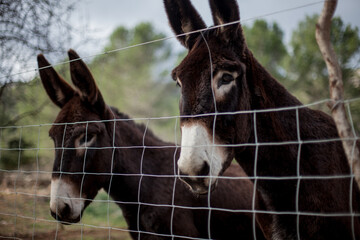 donkey behind the fence