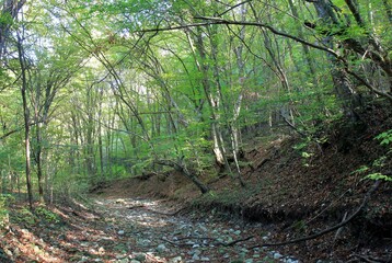 Obraz premium Dry riverbed of the Armera river in the autumn forest near the Orlov Kamen waterfall in Bulgaria
