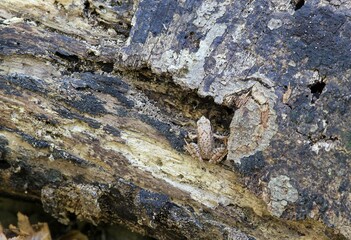 Rana arvalis frog in the forest