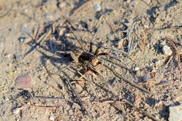 Large spider Geolycosa vultuosa close up