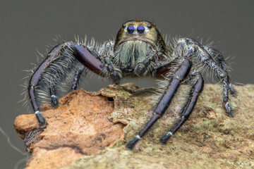 Adult Male jumping spider Hyllus diardi