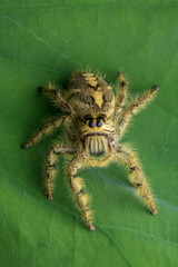 Adult female jumping spider Hyllus diardi