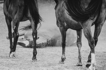 Horses farm Slovakia