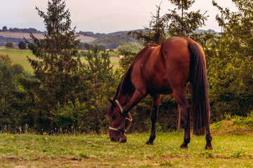 Obraz premium Horses farm Slovakia