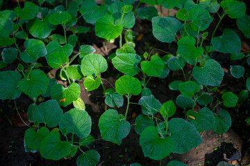 Fresh deep green leave plants covered the land. Little plants bed background.