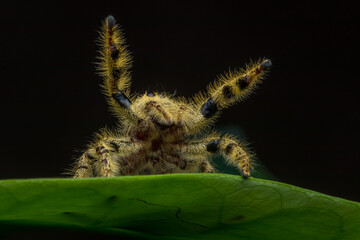 Adult female jumping spider Hyllus diardi