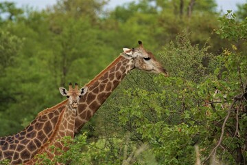giraffes in africa munch on acacia savannah family mom and baby