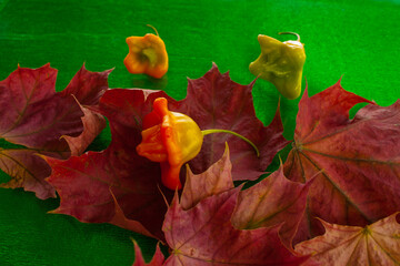 Bright red leaves of wild grapes in afternoon under sunlight