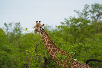 Lonely African giraffe, savannah, giraffe in greenery