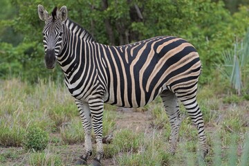 Fototapeta na wymiar Photo of African zebra in full growth, photo in profile