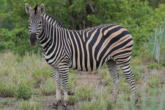 Photo of African zebra in full growth, photo in profile