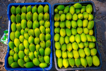 Fresh and green spiny gourd vegetables ready for sale in the market.