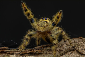 Adult female jumping spider Hyllus diardi