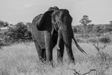 African old elephant, black and white photo of an elephant, big elephant