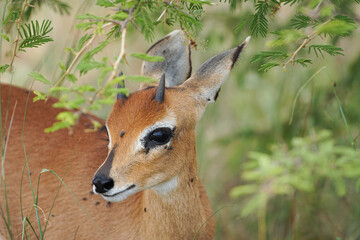 Little Grisbok Antelope, Raphicerus melanotis, African Little Antelope Portrait