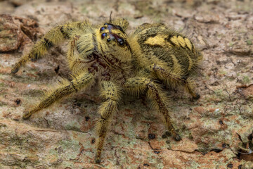 Adult female jumping spider Hyllus diardi