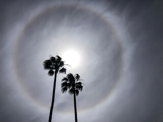 Rainbow halo surrounding sun with palm trees - Powered by Adobe