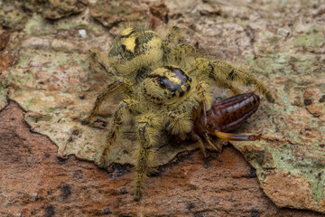 Adult female jumping spider Hyllus diardi