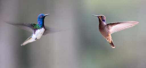 Neotropical hummingbirds in flight with iridescent color plumage