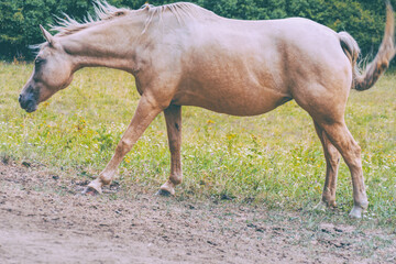 Horses farm Slovakia
