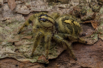 Adult female jumping spider Hyllus diardi