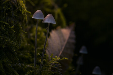 kleiner Pilz im Märchenwald