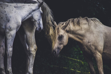 Obraz na płótnie Canvas Horses farm Slovakia