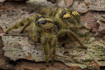 Adult female jumping spider Hyllus diardi