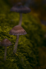 Pilze im Märchenwald