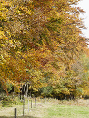 (Fagus sylvatica) Rotbuchenhecken im Herbst mit Farbige Blätter im Hochschwarzwald