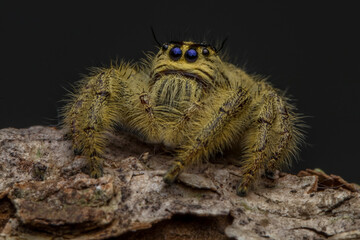 Adult female jumping spider Hyllus diardi